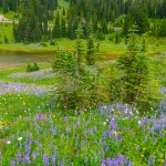 Wildflowers and a lake