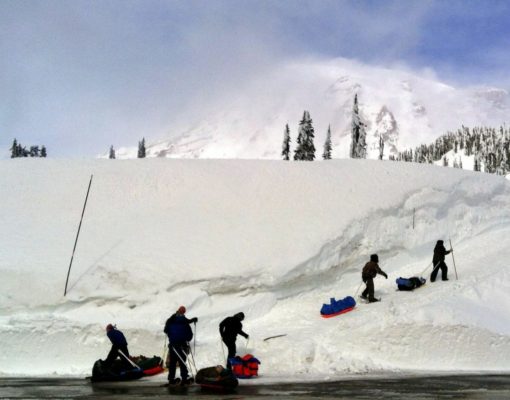 Sledders heading uphill at Paradise Snowplay at Mount Rainier