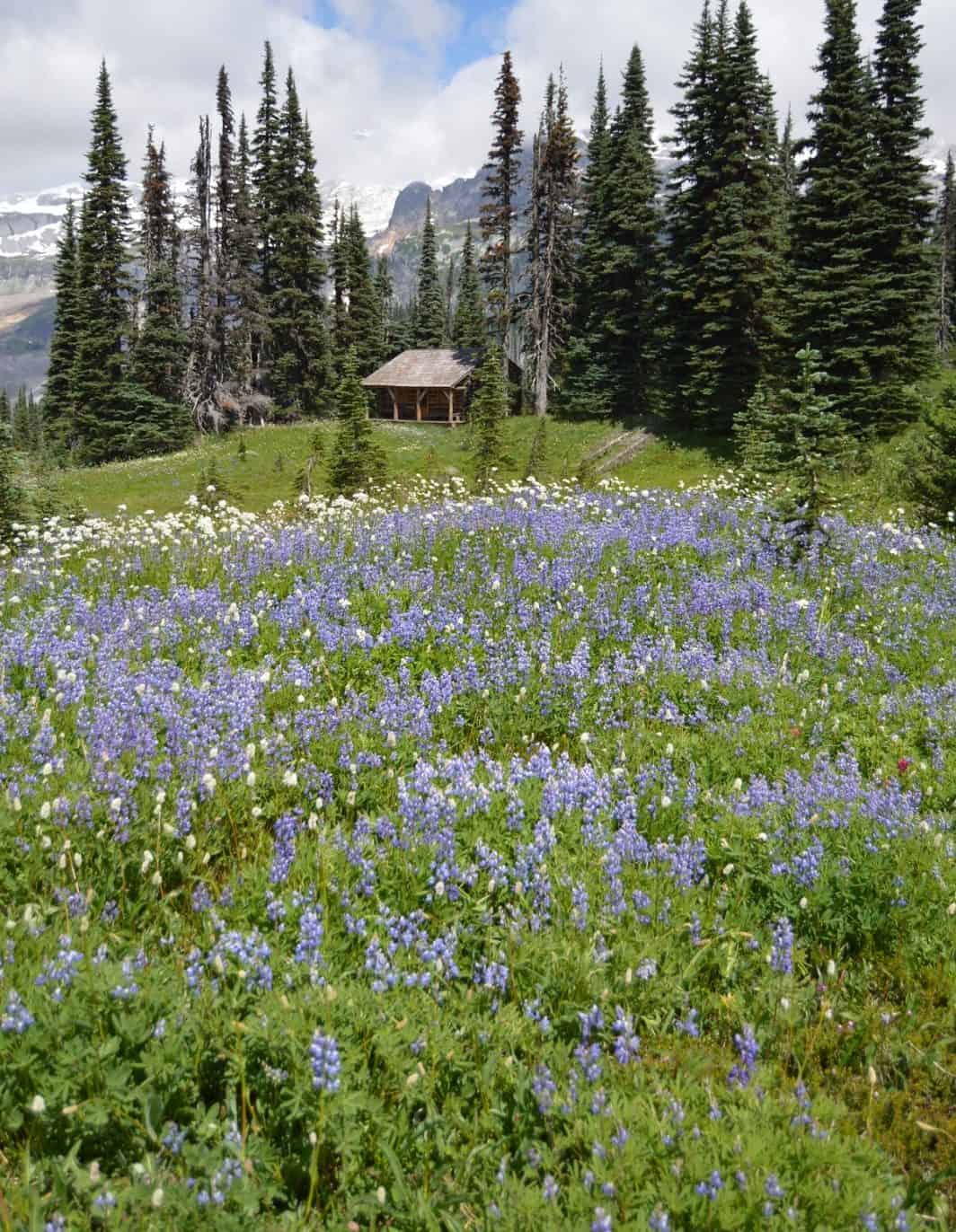 Fields of lupine at Indian Henry's Hunting Ground