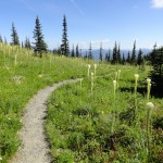 Meadows of bear grass along Kautz Creek Trail
