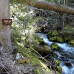Ranger Creek crashes along and below the trail for a couple of miles