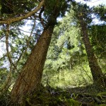 Towering trees line the canyon floor