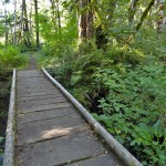 b mellow area of Osborne Mountain Trail at start