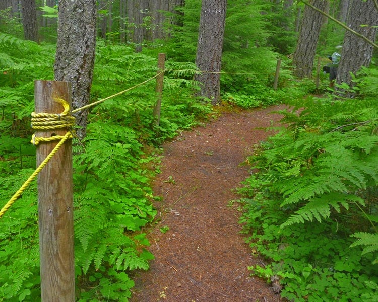 Cispus Braille Trail