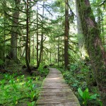 Boundary Trail - Carbon River