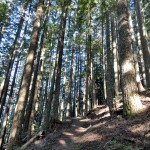 c trail drops 2000 feet through forest