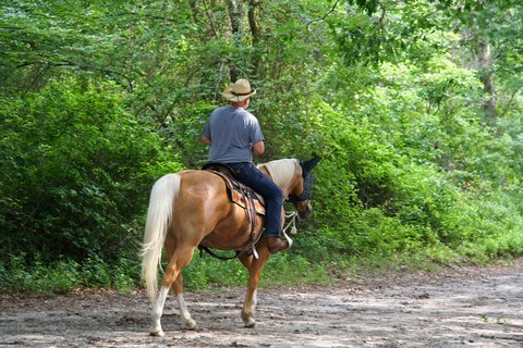 DNR Elbe Hills – Nicholson System Horse Trail, man on horse with forest in the background