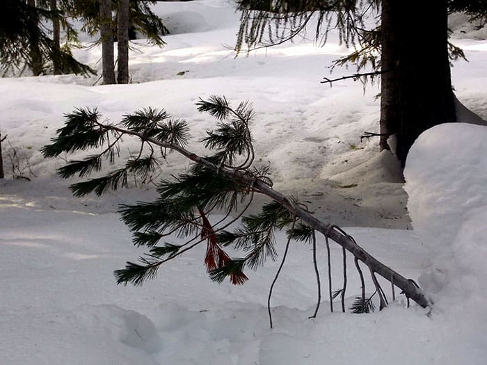 Mildred Point Snowshoe