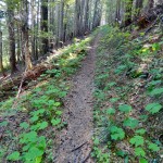 smooth tread through forest