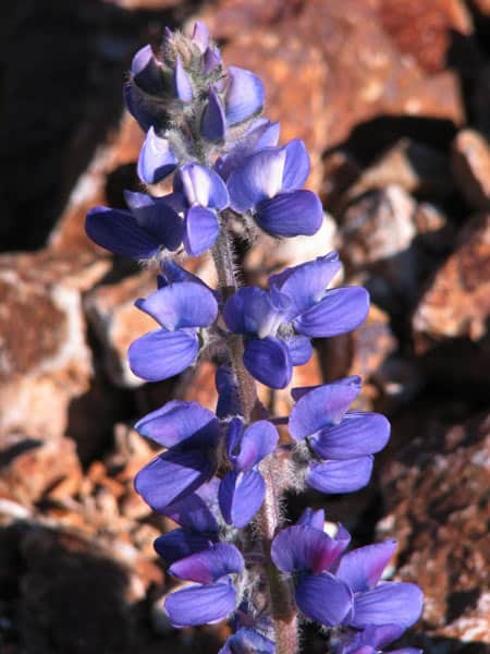 Pacific Lupine