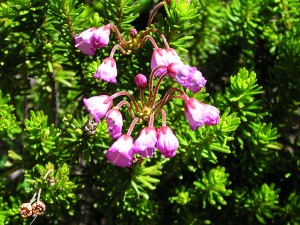 Pink Mountain Heather