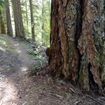 Big old trees line the White River Trail
