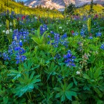 Wildflowers and Mt Rainier