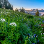 Wildflowers at Mt Rainier