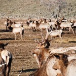 Cheryl Rasch flickr 5