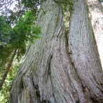Monstrous old growth Alaska yellow cedars