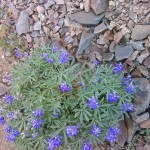 dewey lupine