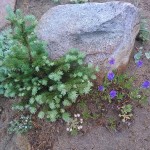 small flower penstemon1