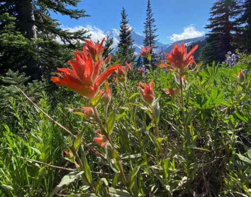 Paintbrush Wildflower at Mount Rainier National Park
