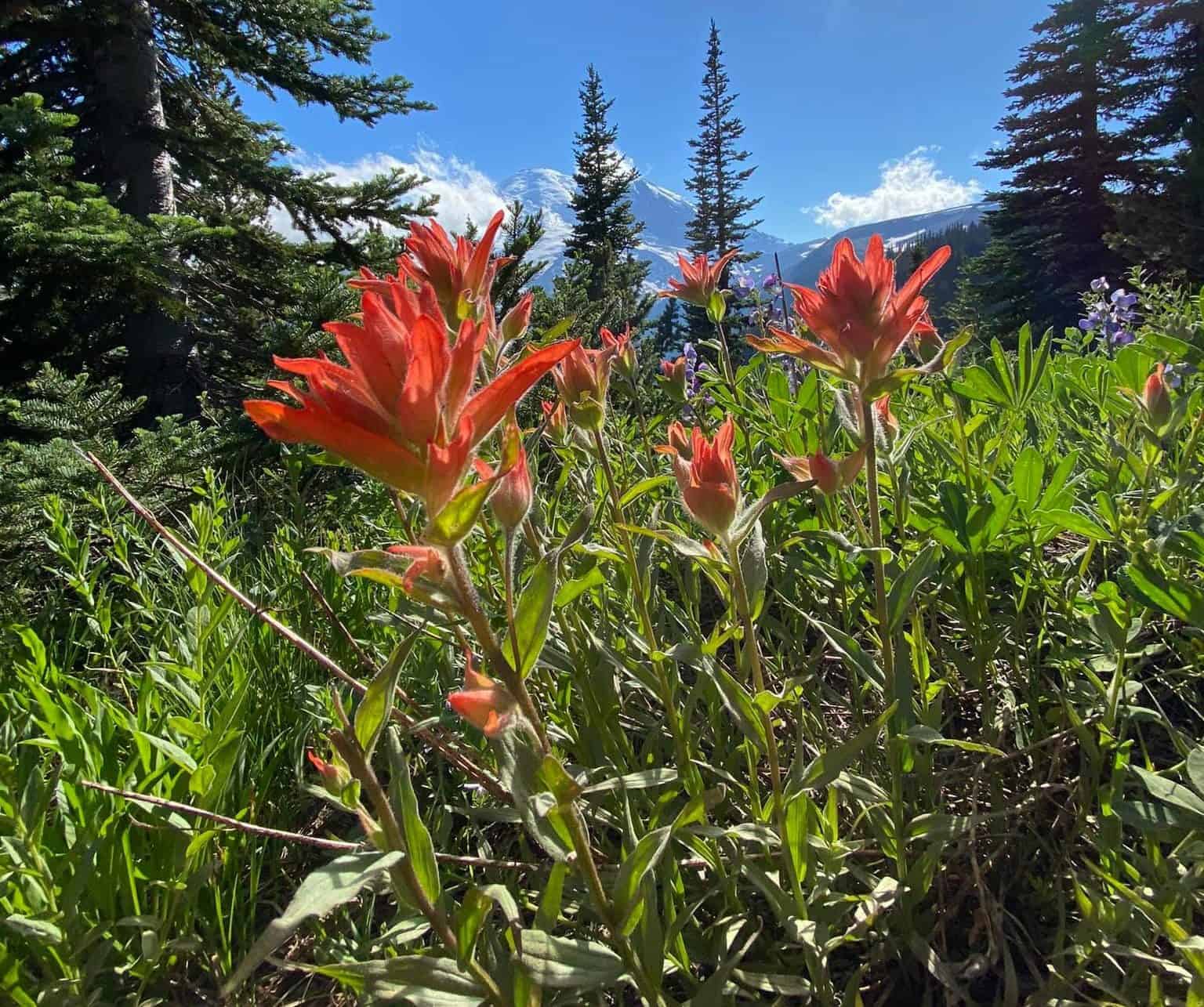 Paintbrush Wildflower at Mount Rainier National Park