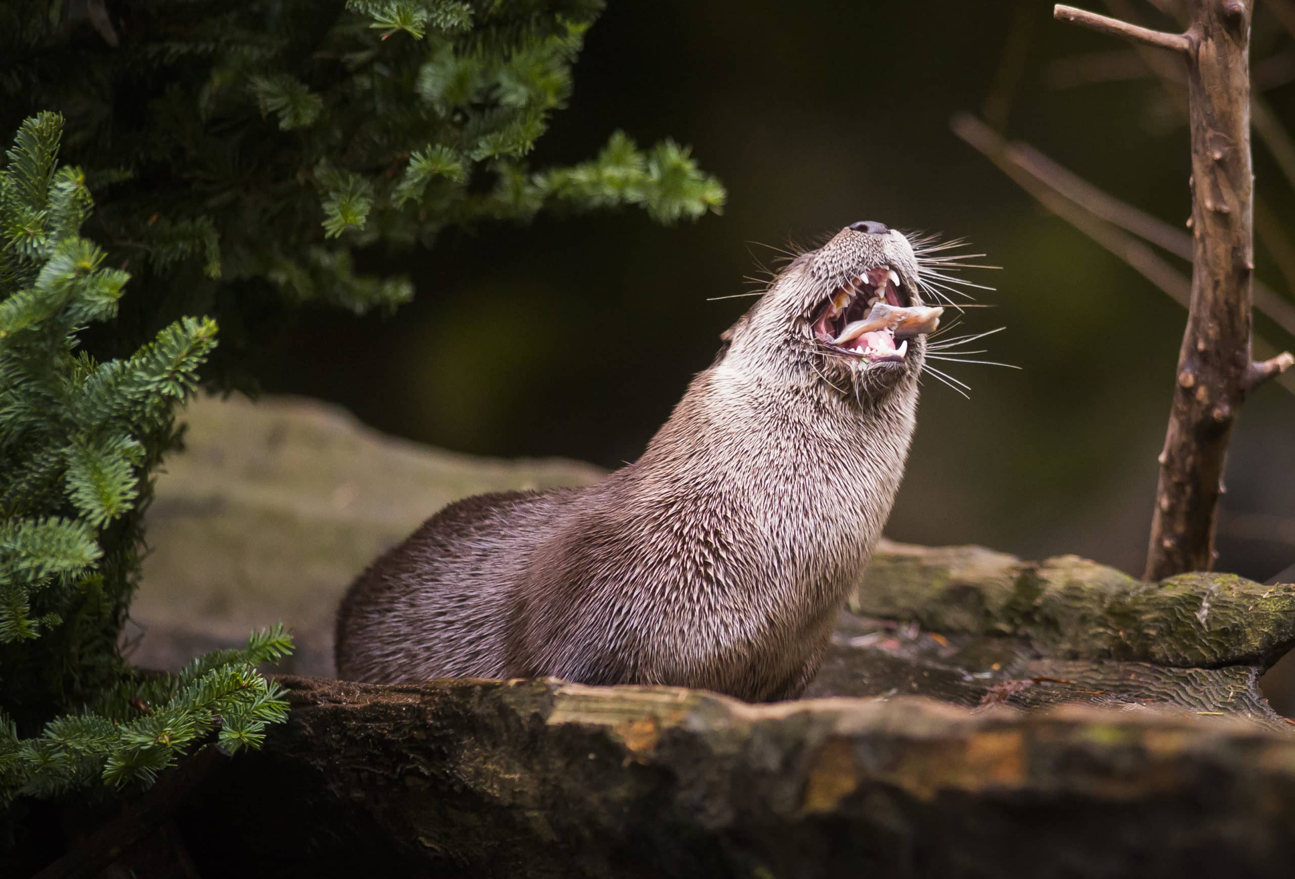 Photo of an otter enjoying a treat