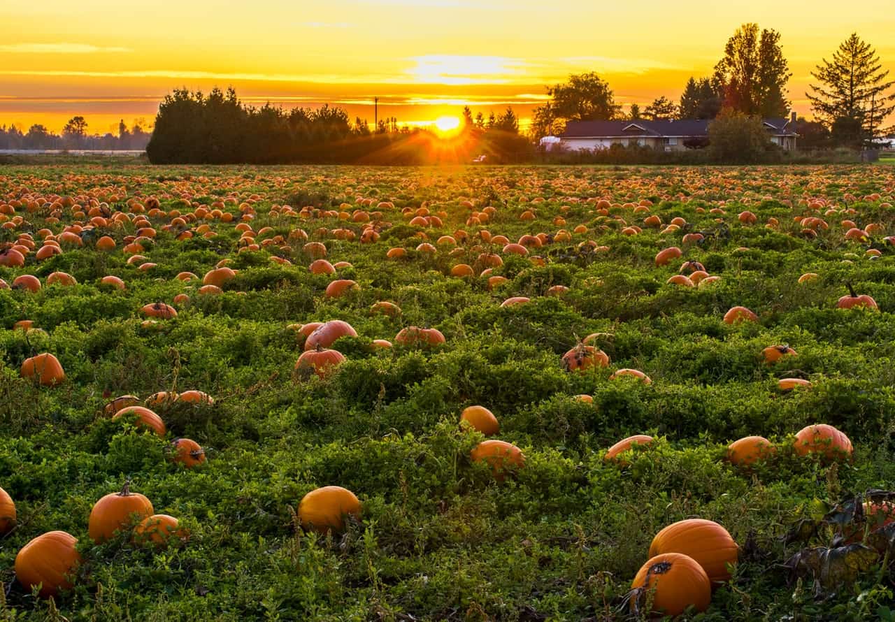 Maris Farms pumpkin patch