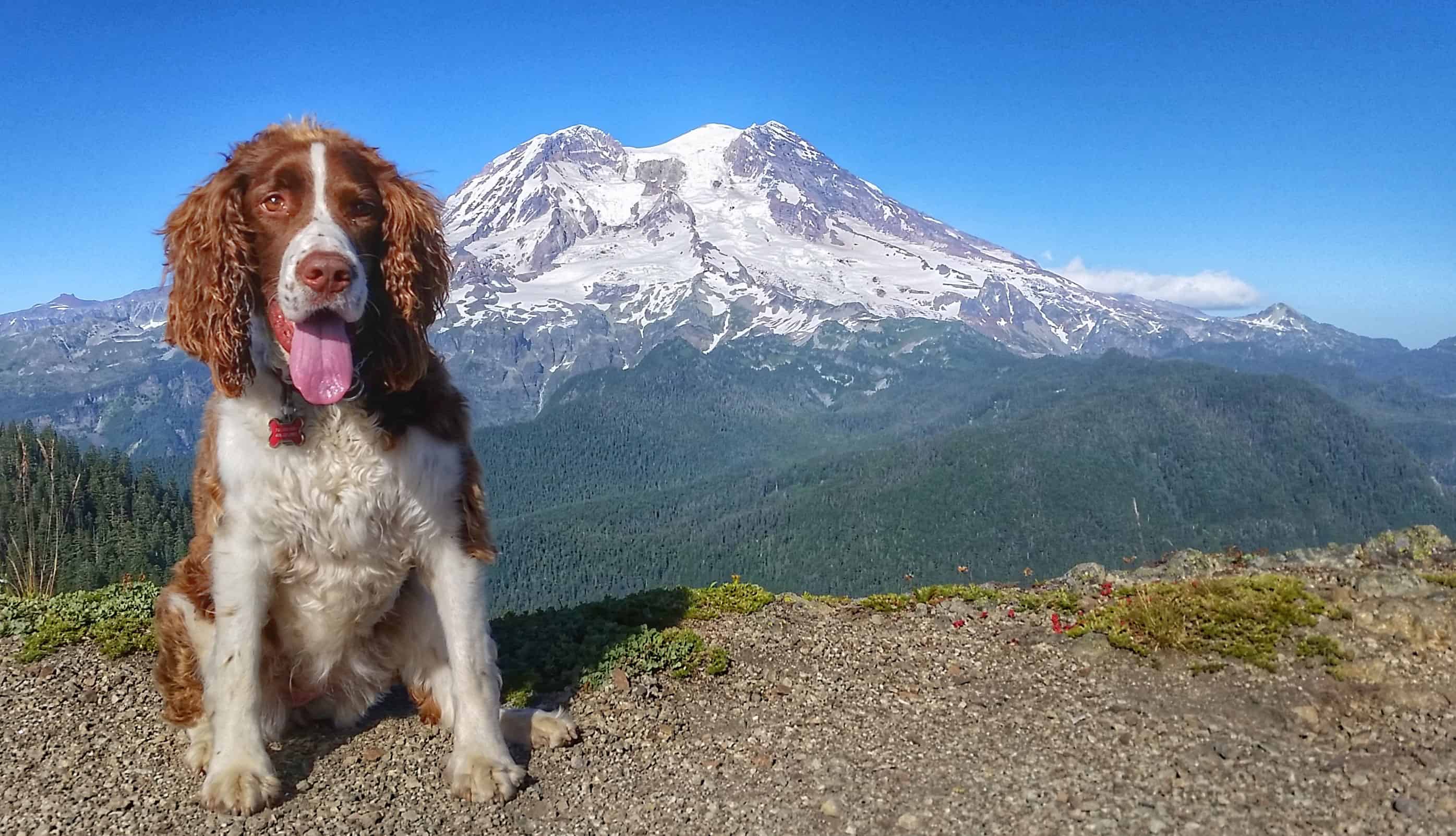 A dog with mountain backdrop