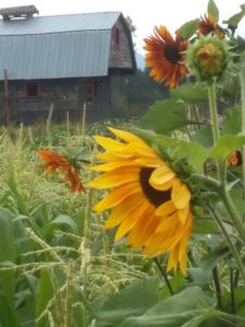 Sunflowers at Frey Family Farm