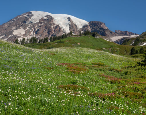 Wildflower meadow at Paradise, Mount Rainier National Park