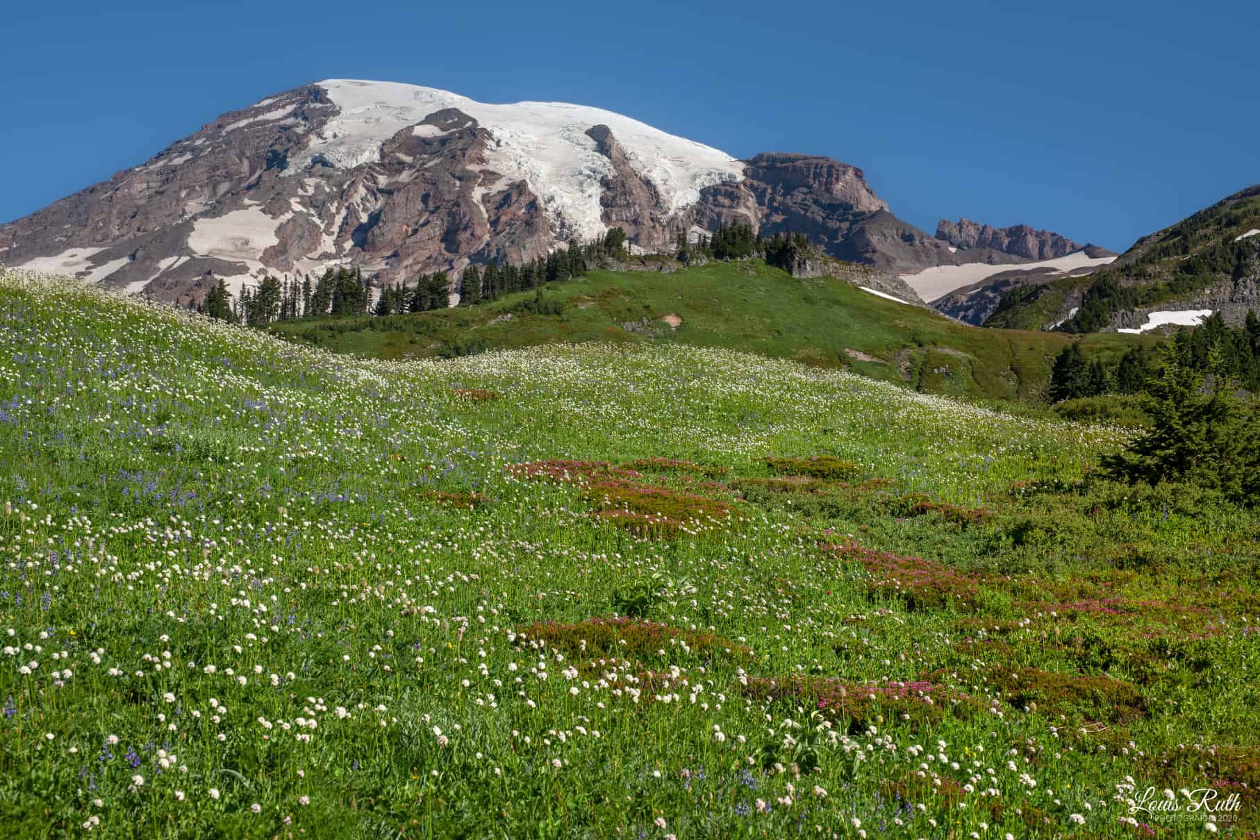 Wildflower meadow at Paradise, Mount Rainier National Park