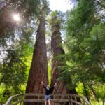 Grove of the Patriarchs with visitor