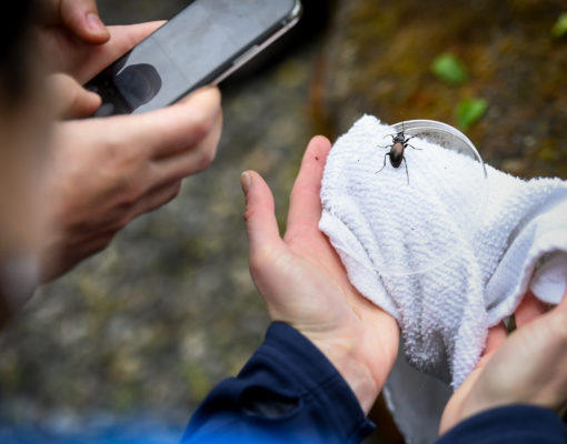 Hands hold an insect up to a smart phone to use an app to identify the insect