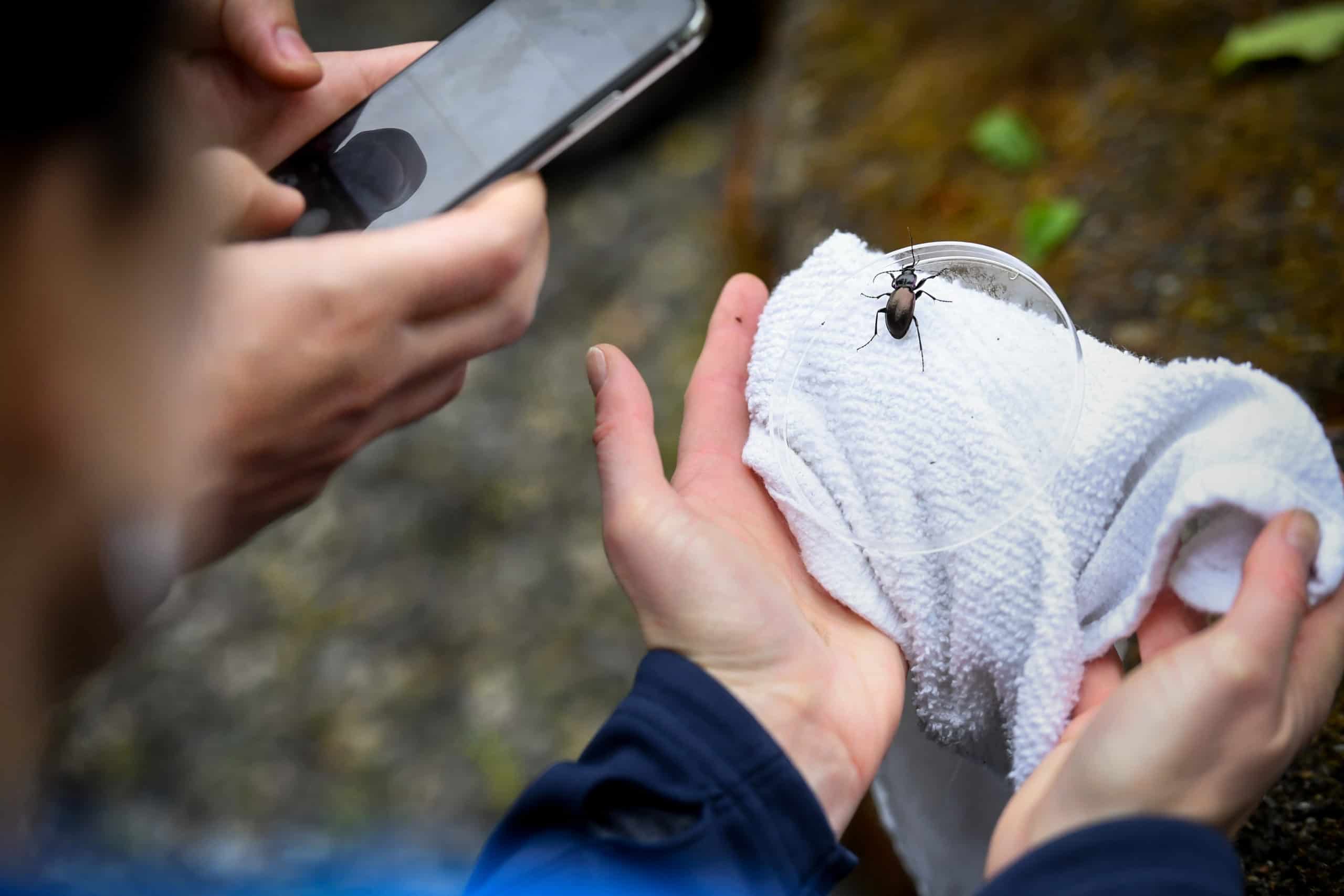Hands hold an insect up to a smart phone to use an app to identify the insect
