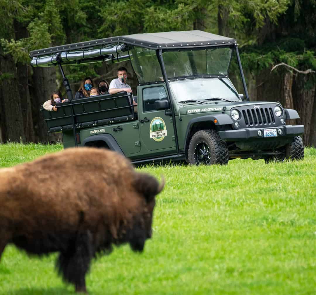 Bison during Keeper Adventure Tour at Northwest Trek Wildlife Park