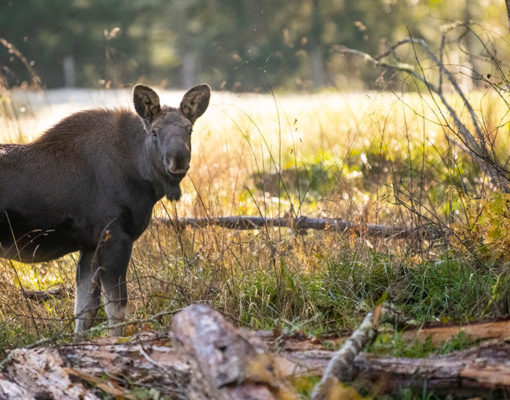 Moose Calf in the Free-Roaming Area