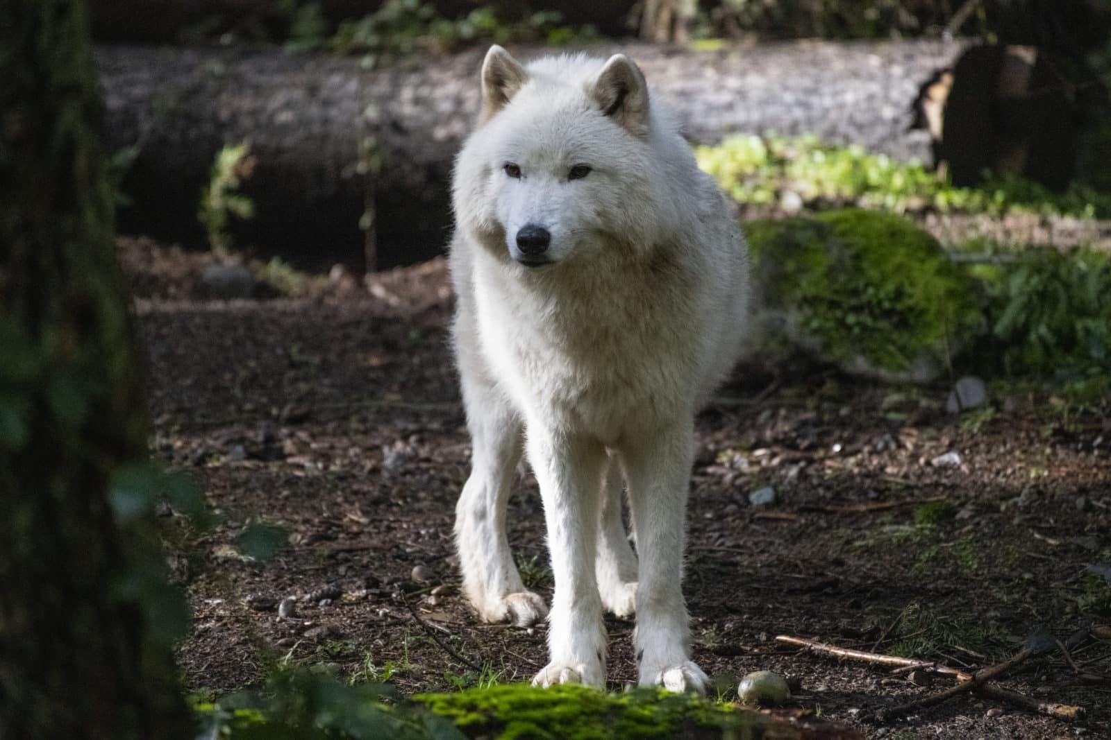 Wolf at Northwest Trek Wildlife Park