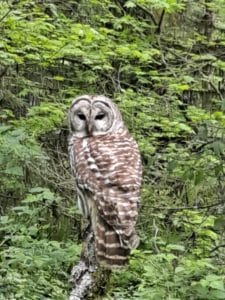 Owl seen from vacation rental