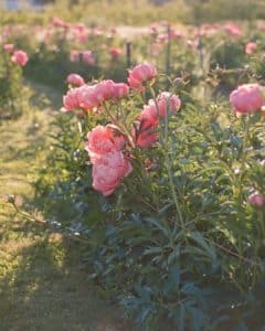 Peonies at Laughing Goat Flower Farm