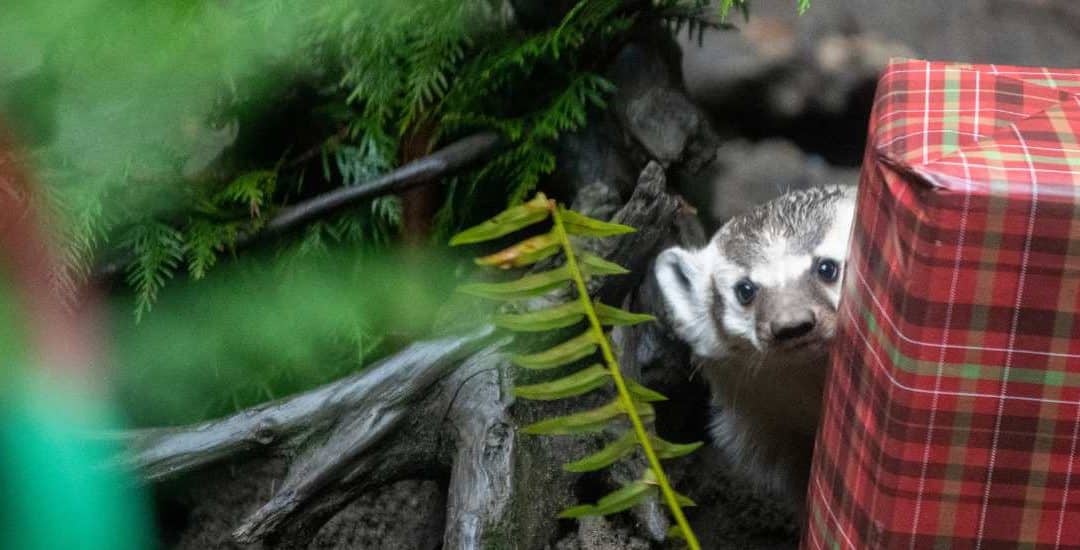 Winter Wildland at Northwest Trek this Holiday Season