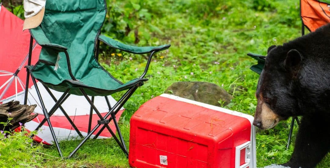 Get Wild at Bear Camp