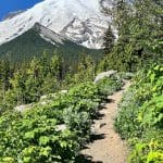 Rainier from Glacier Basin