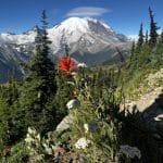 Wildflowers and Rainier from Dege Peak Trail